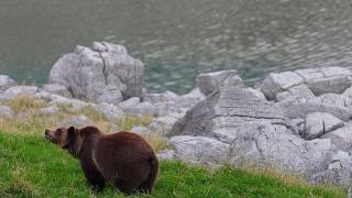 Grizzly Mum 222 Big as a House Now