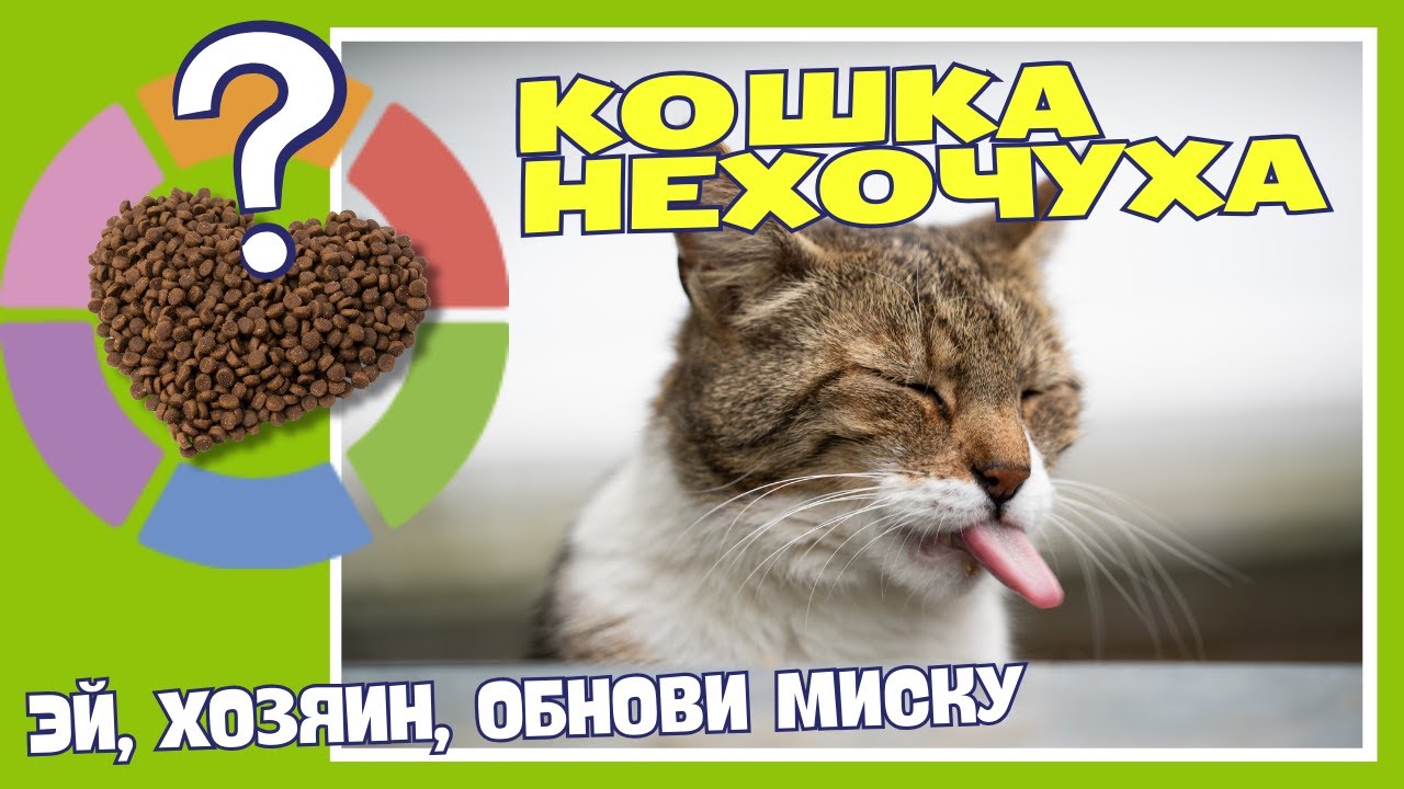 Реально ли накормить привередливого кота? Cat Gourmet - YouTube