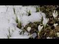 André Rieu - ✿Spring Flowers✿