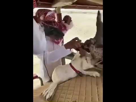 ارسل الصقر يصيد غزال صاد الكلب حقهم
