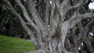 Эбеновое дерево — самая дорогая древесина!