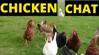 Chicken Chat and vegetable garden