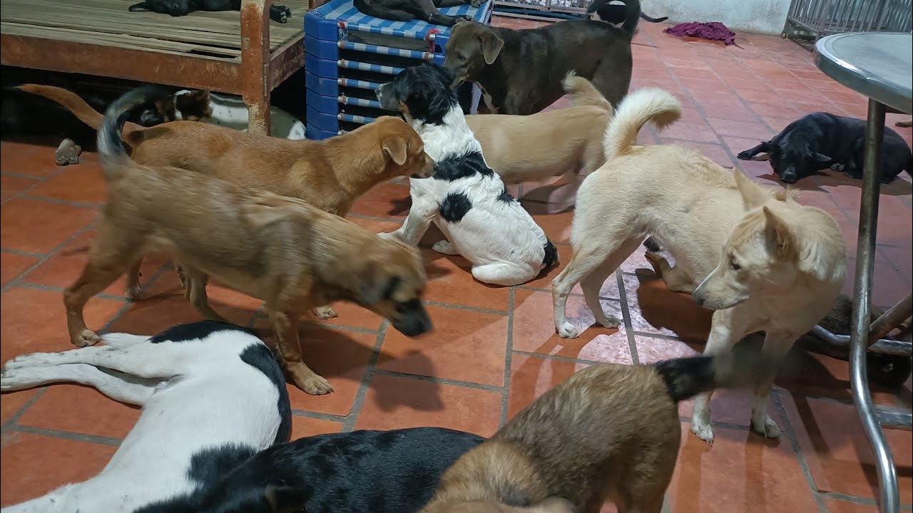 anh cảm ơn em AQ đã gửi cho be Dố là và các em  100 đô!