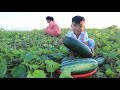 Seyhak Pick Melons With Grandmother / Seyhak like eating melon / Family Food Cooking