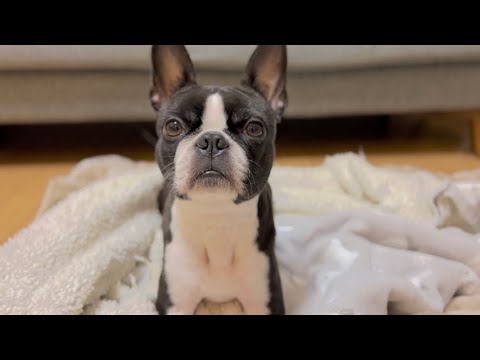 早朝朝5時、愛犬とBBAのありのままの姿をお見せします【ボストンテリア】