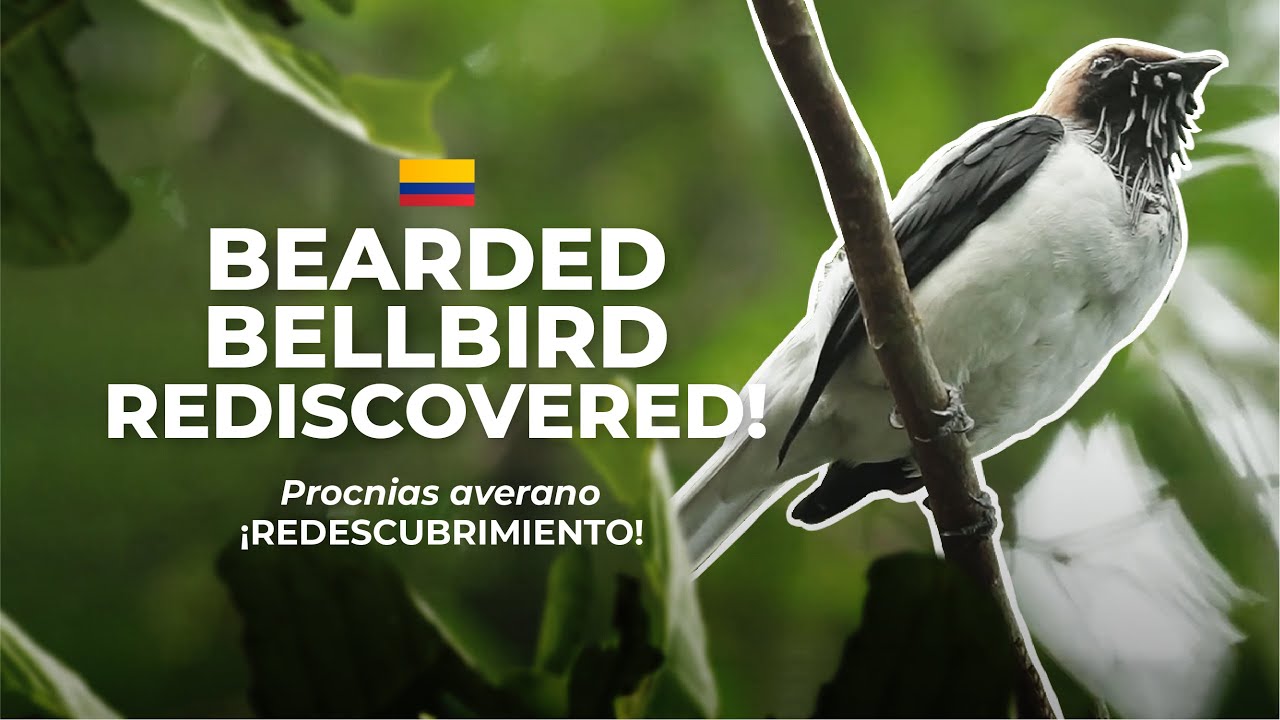 We do have a BELLBIRD now: More on the Recent Rediscovery of Bearded Bellbird in Colombia
