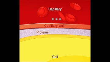 Capillary wall