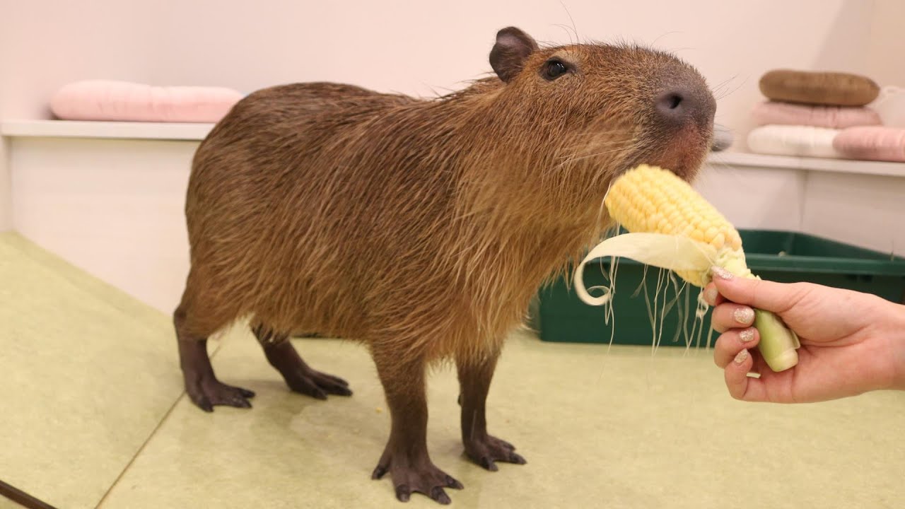 Capyvillage/カピヴィレッジ】トウモロコシだよとんちゃん(カピバラ