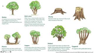 Ancient, veteran and notable trees