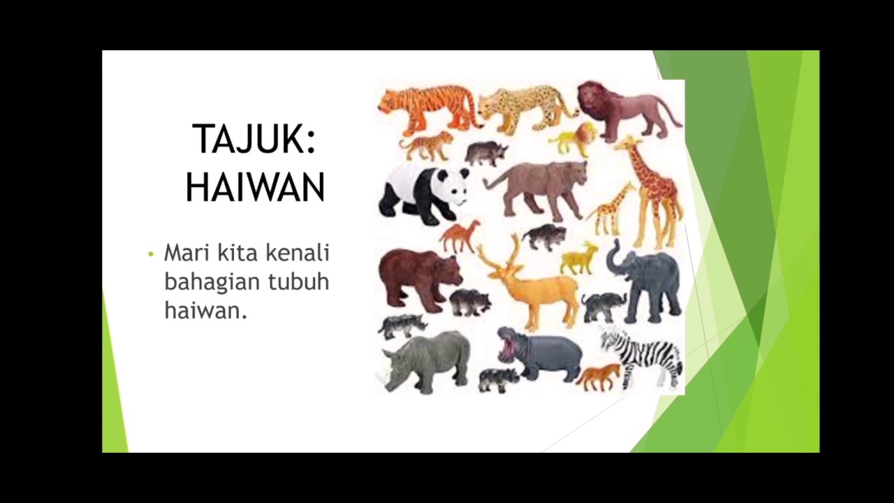 Bahagian Tubuh Haiwan (Sains Tahun 1)  YouTube