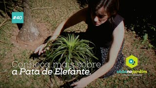 Conheça mais sobre a Pata de Elefante - thptnganamst.edu.vn