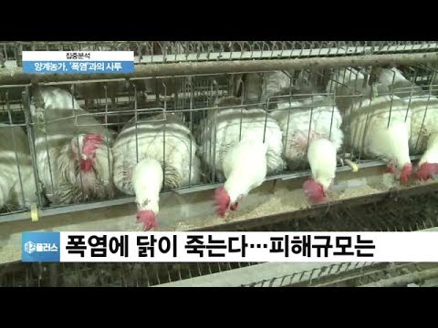 [집중분석] 푹푹찌는 폭염에 가축폐사 급증…정부 차원 지원은?