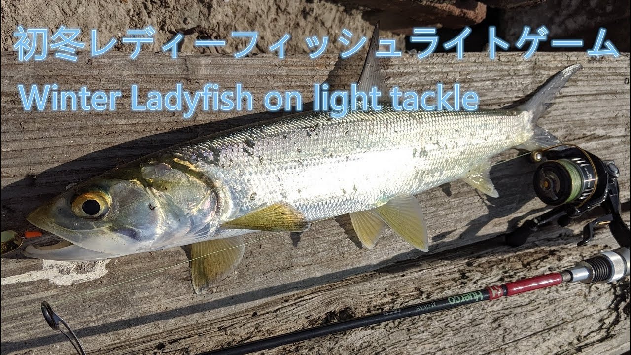 初冬レディーフィッシュライトゲーム Winter Ladyfish Lure Fishing on Light Tackle YouTube