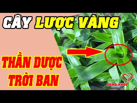 Video: Làm Thế Nào để áp Dụng Lá Vàng