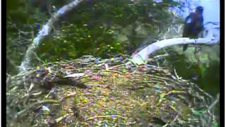 Pelican Harbor Bald Eagle Nest & Family -  Aug 4 2012 - 1110 am - Perched