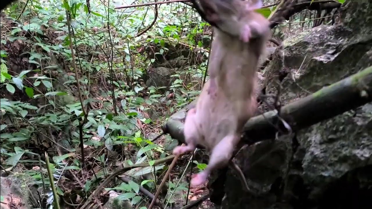 Ngủ trong rừng, buổi sáng thăm bẫy dính bà cụ chuột khổng lồ.