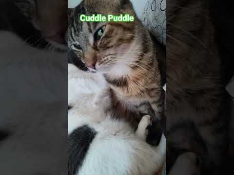 Cuddle Puddle just a few of the cats and foster cats  #fypシ #viral #cat #lifeisbutadream #animals