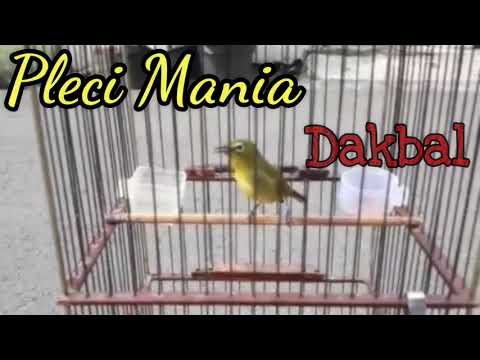 Full Tembak Dakbal (dakun bali) Materi