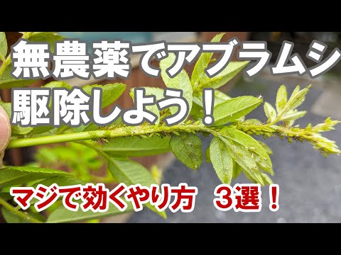 無農薬でアブラムシをやっつけろ！　意外と方法は沢山あります！農薬嫌いな方に！