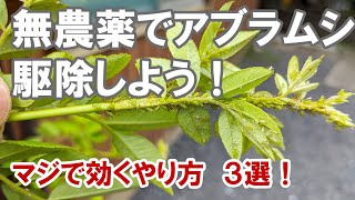 無農薬でアブラムシをやっつけろ！　意外と方法は沢山あります！農薬嫌いな方に！