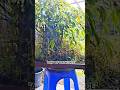Patience & Art: Revitalizing a Forgotten Ficus Bonsai #gematifarming #bonsai #shortsvideo #reels