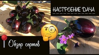 🧐 Обзор на Баклажан  🍆  