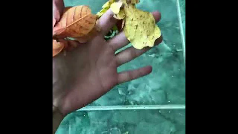 Жуки, похожие на листья