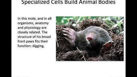 Animal Form and Function