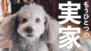 🐶【車旅#4】ついに鹿児島到着！愛犬と父の実家に泊まろうと思ったらまさかの状態でした、、、 by グリィちゃんねる 50,317 views 5 months ago 16 minutes