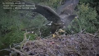 Ørneungen Flyver Fra Reden 2021