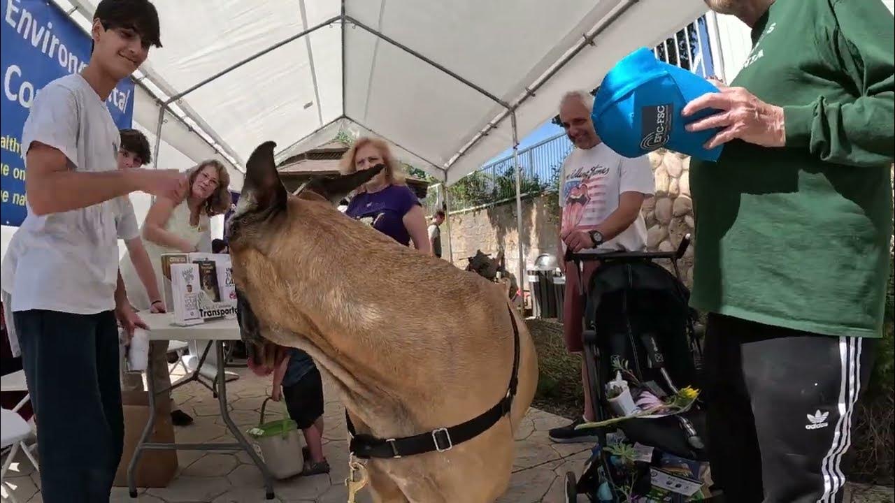 Cash 2.0 Great Dane at the Calabasas Earth Day Festival 2023 (3 of 4