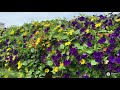 Pvg grower guide supertunia royal velvet improved petunia from proven winners