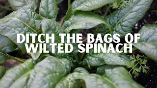 The Beginner's Guide to Growing Spinach from Seed