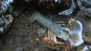 Salem Cave Crayfish at Horsetail Falls