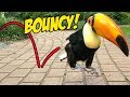 Toucan Hops to Cure Your Depression! (An ADORABLE Montage!)