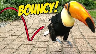 Toucan Hops To Cure Your Depression An Adorable Montage