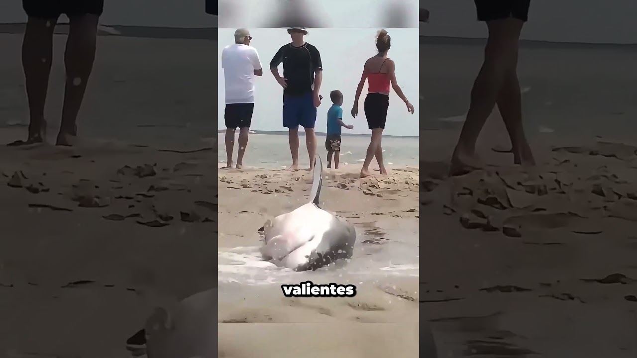 El increíble momento en que salvan a un tiburón en peligro
