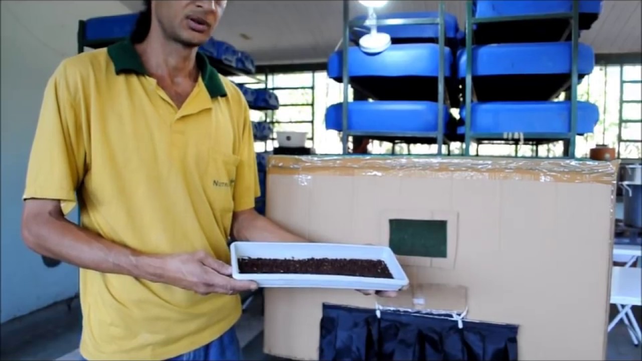 Criatório de Moscas