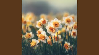 Spring Melody