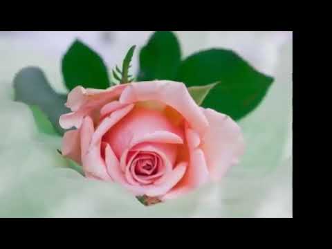 يلي ماشي المحبوب