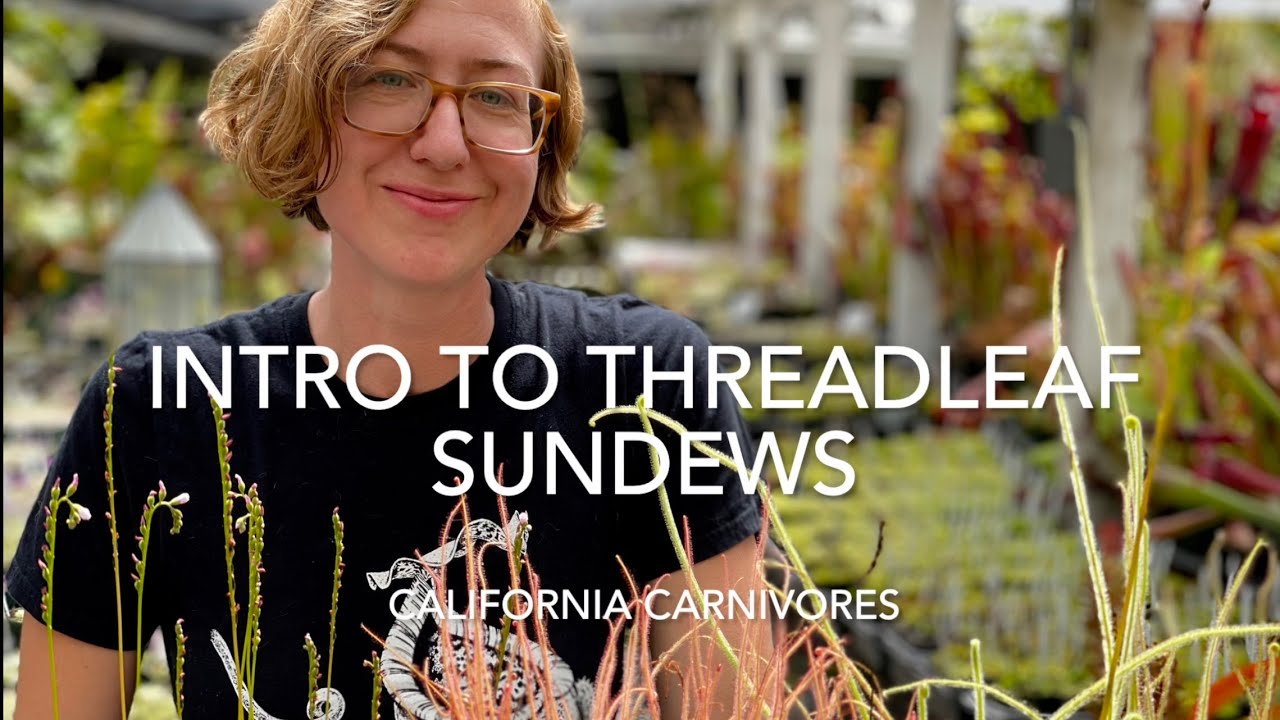 Знакомство с росянками нитевидными: сверкающие листья с инстинктом убийцы