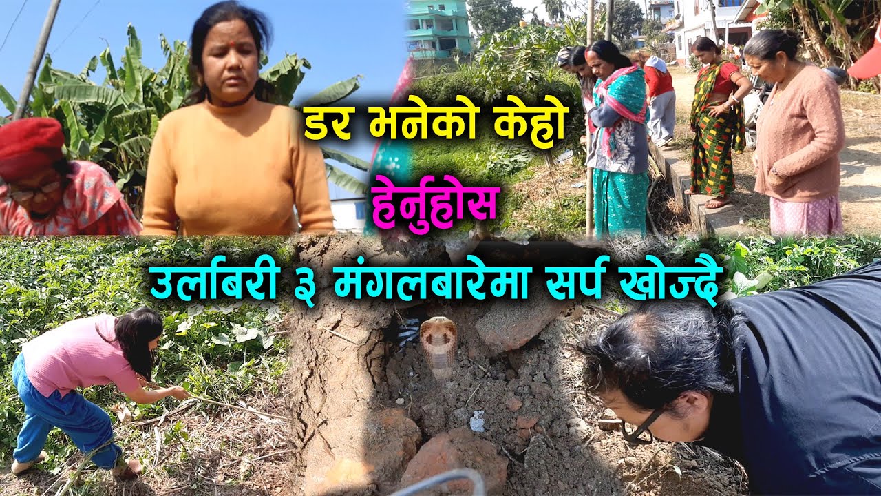 उर्लाबारी ३ मा सर्प उद्धार गर्न पुग्दा सर्प उद्धार गर्न पुग्दा कहिले काही सर्प नभेटेपनी गफहरु चै