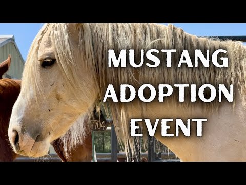 BLM Mustang Adoption Event in New Hampshire!