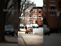 Cats, Squirrels, Dogs, and Vocab! #polyglot #esperanto #owl #vocabulary #dog #cat