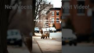 Cats, Squirrels, Dogs, and Vocab! #polyglot #esperanto #owl #vocabulary #dog #cat