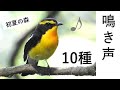 【解説!】鳥の鳴き声10種 ~初夏の森編~