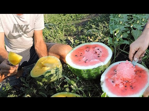 🍉Дегустируем 12 видов Арбузов и Дынь от Clause. Какие стоит выращивать?