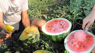 🍉Дегустируем 12 видов Арбузов и Дынь от Clause. Какие стоит выращивать?