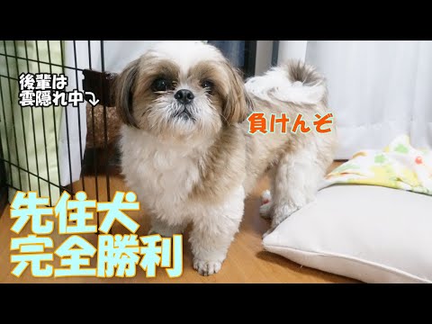 【先住犬シーズー】若いもんには負けんぞ！やっぱり強かった先住犬。おやつ争奪戦で先輩の力を見せつけてやったった【シーズーVlog】