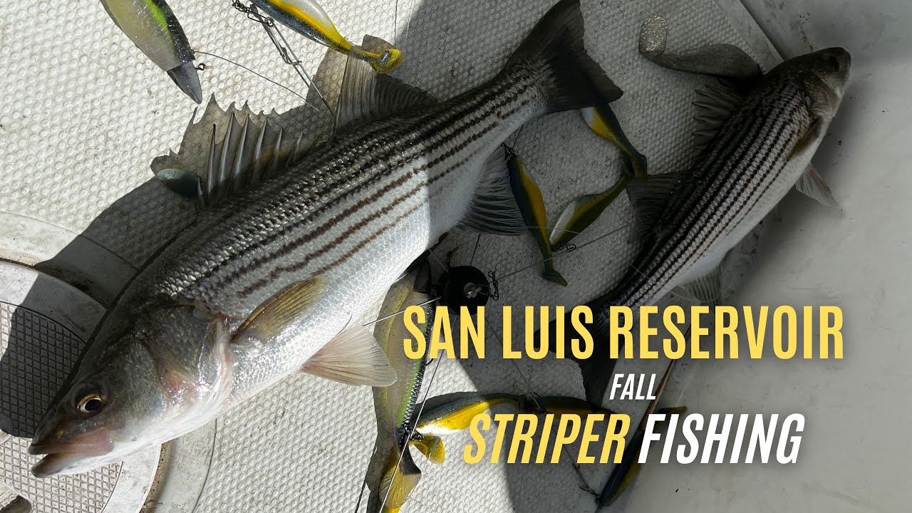 San Luis Reservoir Fall Striper Fishing 